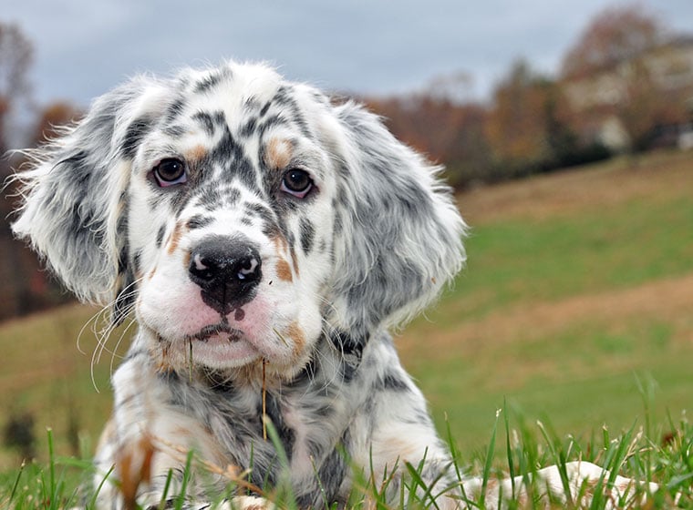 English Setter Welpe