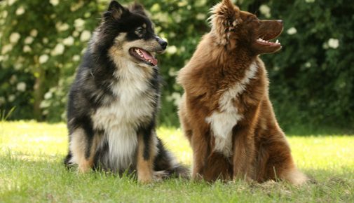 Finnischer Lapphund