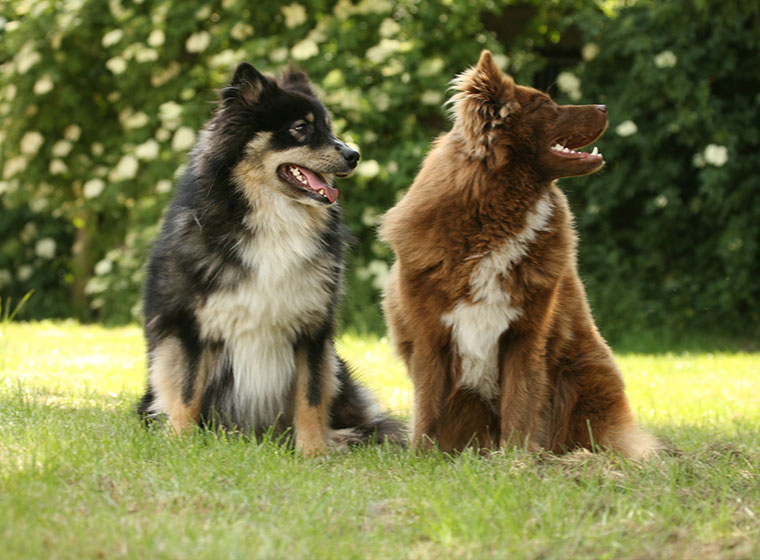 Finnischer Lapphund