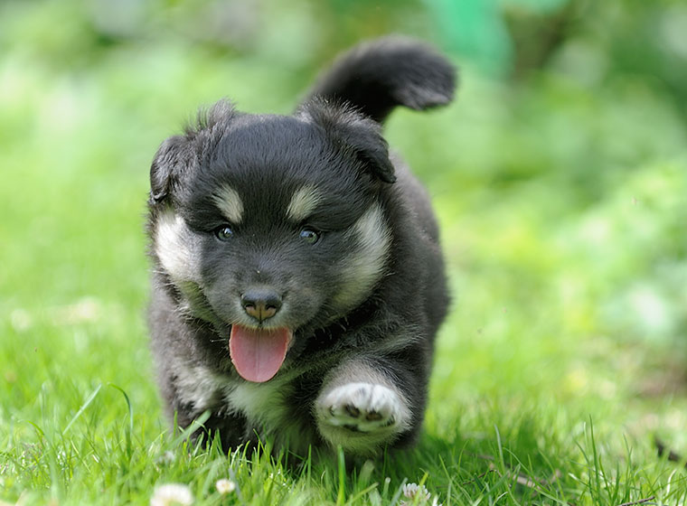 Finnischer Lapphund Welpe