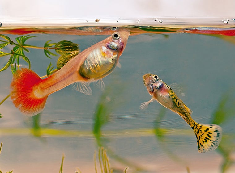 Welche Fische kann man zusammen in einem Aquarium halten?