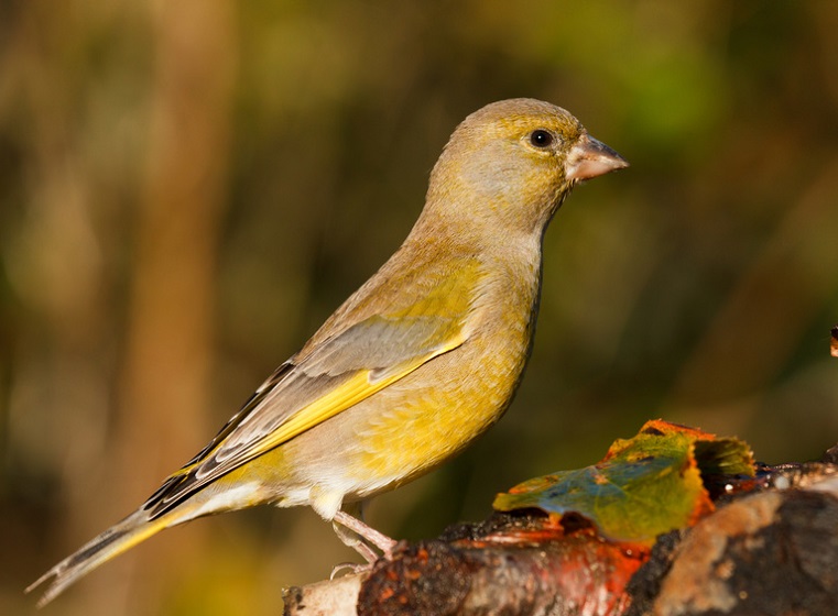 Die Haufigsten Gartenvogel Teil 2 Zooroyal Magazin