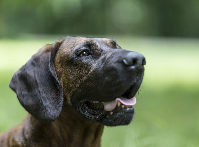 Hannoverscher Schweißhund