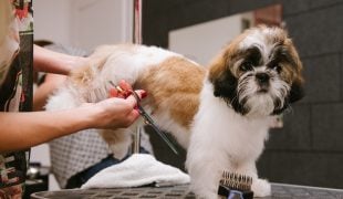 Hundeberufe: Hundefriseur, Tierarzt und Co.