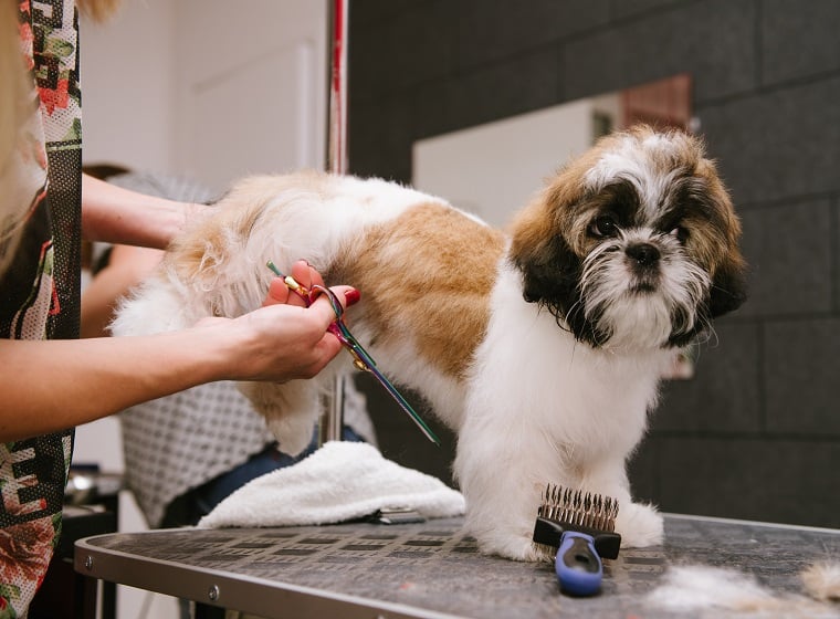 Hundeberufe: Hundefriseur, Tierarzt und Co.