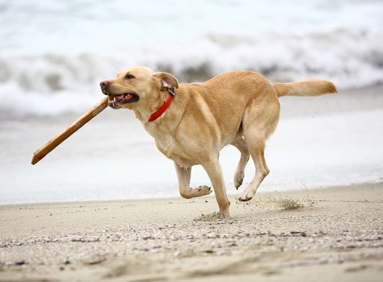 Hundestrände: Strandurlaub mit Hund