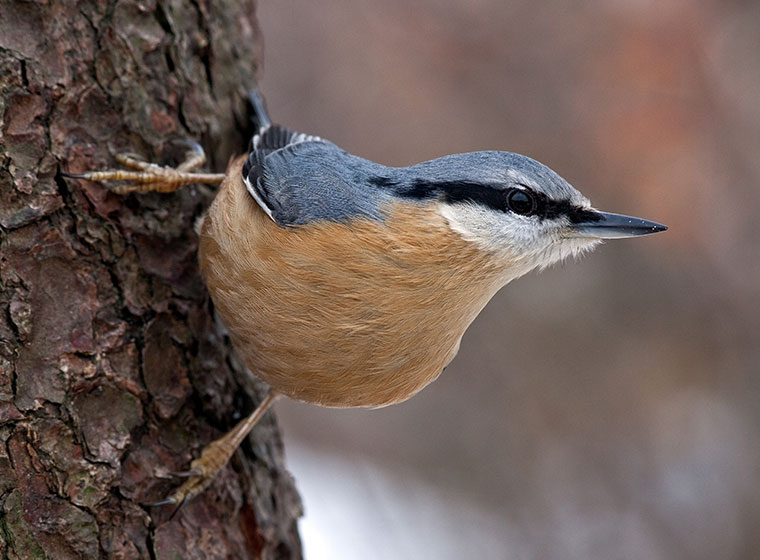 Kleiber als Gartenvogel