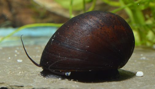 Stahlhelmschnecke im Aquarium