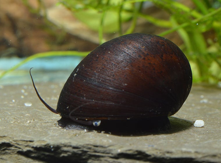 Stahlhelmschnecke im Aquarium