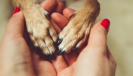 Trennungsstress und Trennungsangst bei Hunden