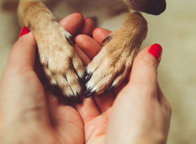 Trennungsstress und Trennungsangst bei Hunden