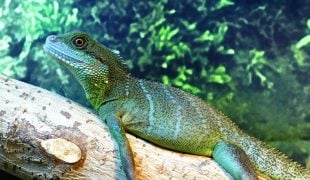 Wasseragame