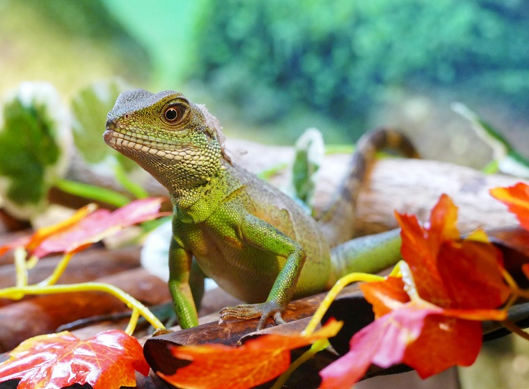 Die grüne Wasseragame