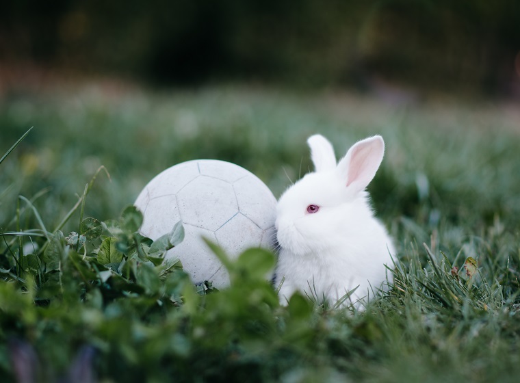 Tierische WM Orakel