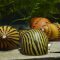 Zebrarennschnecke im Aquarium