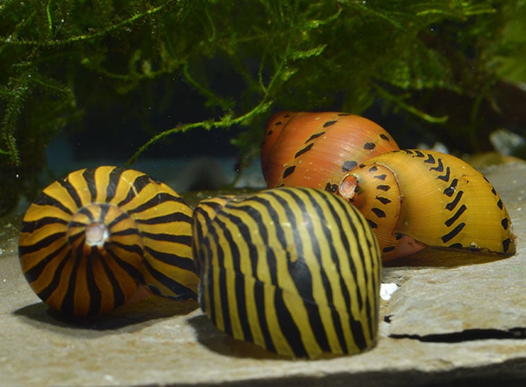 Zebraschnecke im Aquarium