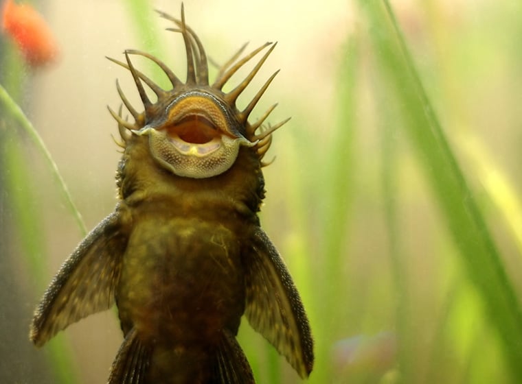 Weibchen und Männchen Antennenwelse? (Fische, Aquarium, Welse)