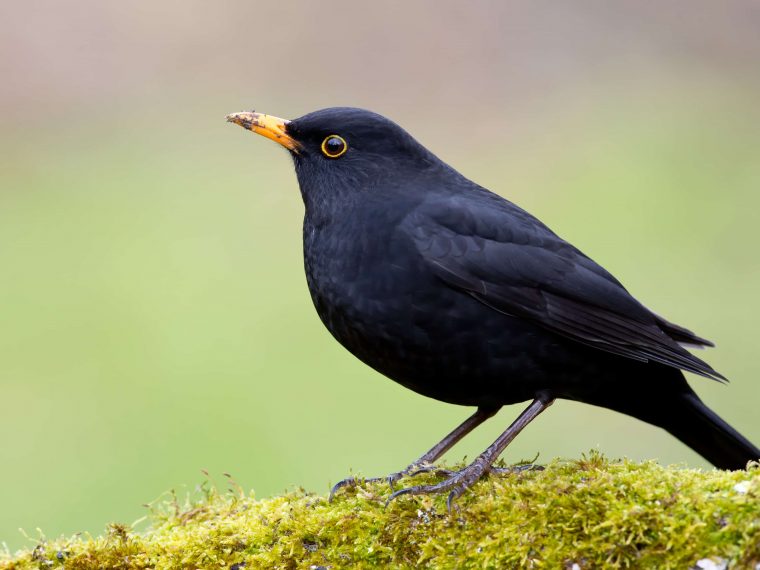 Die Haufigsten Gartenvogel Teil 1 Zooroyal Magazin