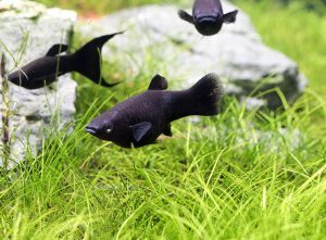 Black Molly: der Zierfisch im Portrait | ZooRoyal Magazin