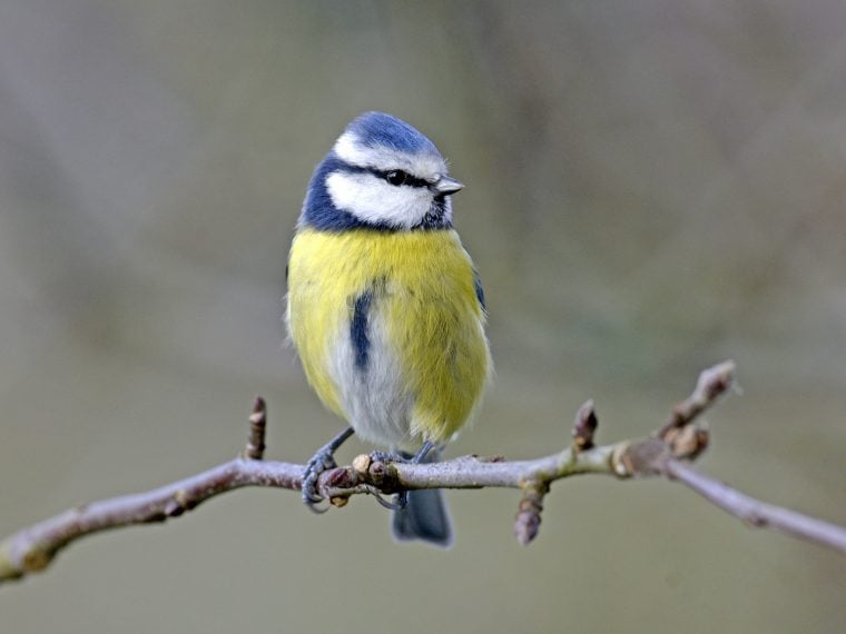 Die Haufigsten Gartenvogel Teil 1 Zooroyal Magazin