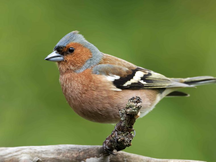 Die Haufigsten Gartenvogel Teil 1 Zooroyal Magazin