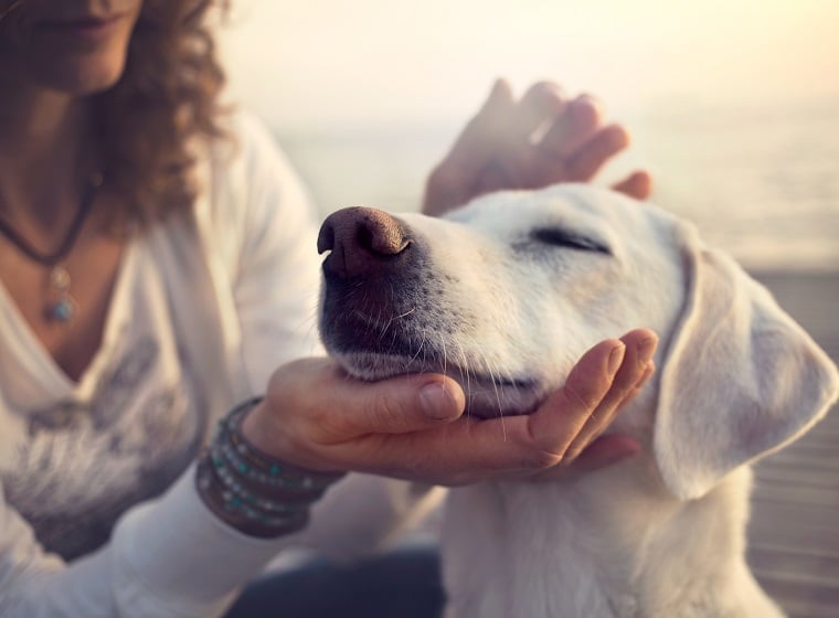 Diabeteswarnhunde