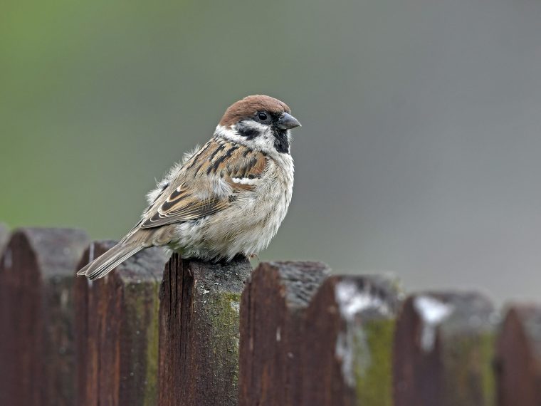 Die Haufigsten Gartenvogel Teil 1 Zooroyal Magazin