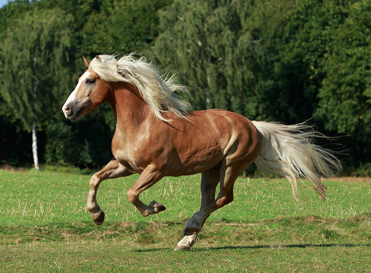 Haflinger im Portrait