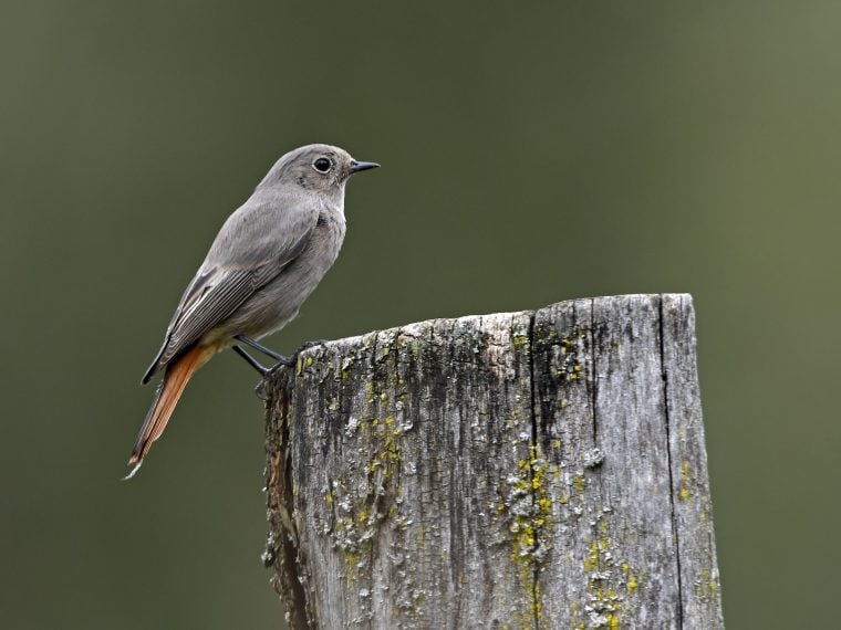 Die Haufigsten Gartenvogel Teil 2 Zooroyal Magazin