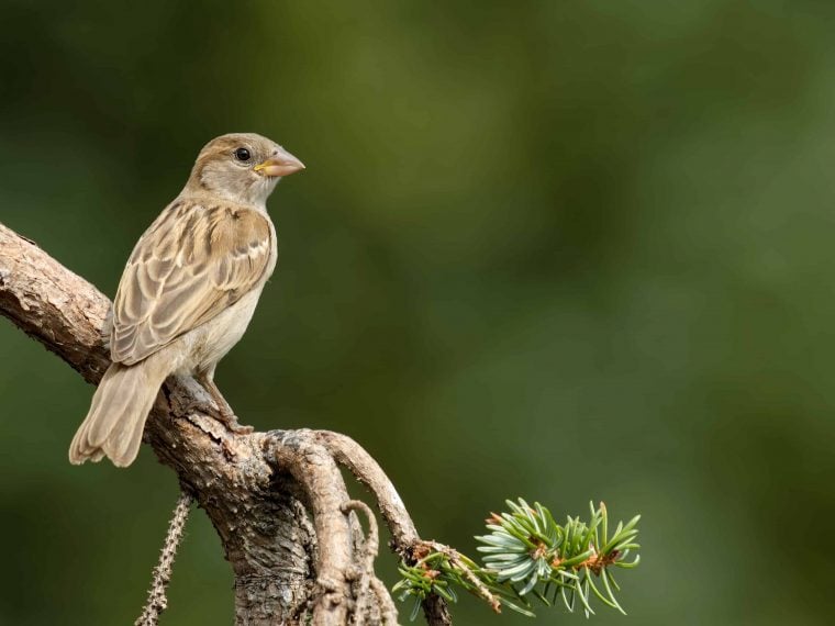 hausspeerling