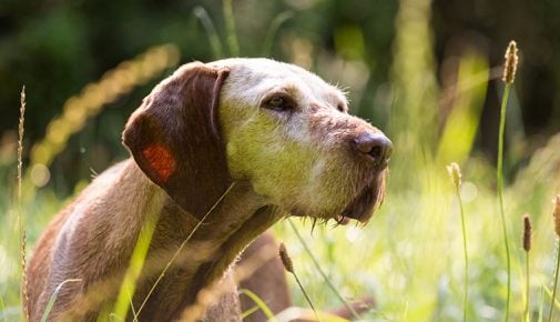 Hund im ALter: Hundesenioren