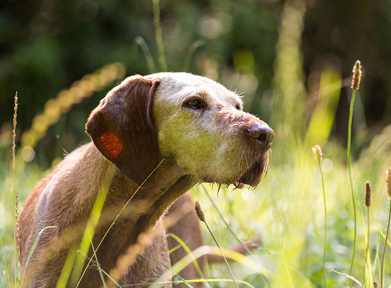 Hund im ALter: Hundesenioren