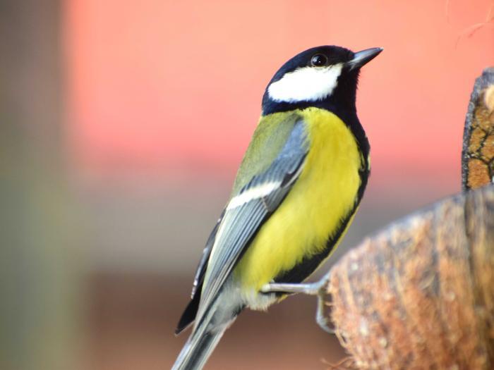 Die häufigsten Gartenvögel (Teil 2) ZooRoyal Magazin