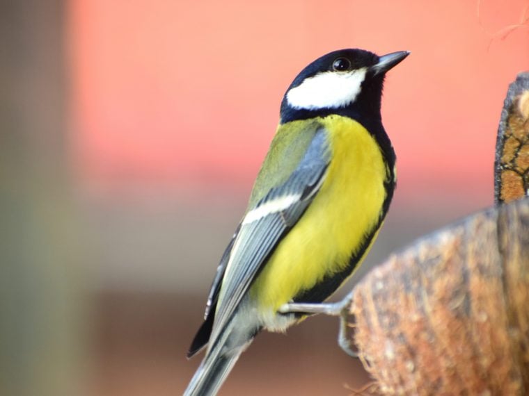 Die Haufigsten Gartenvogel Teil 2 Zooroyal Magazin