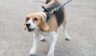 Leinenaggression bei Hunden