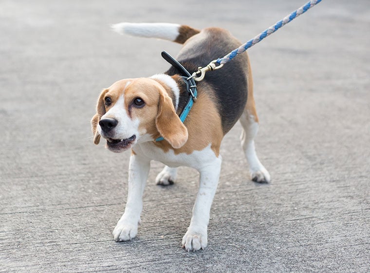 Leinenaggression bei Hunden