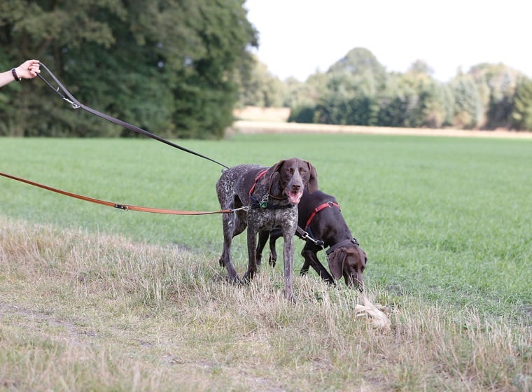 Mehrhundehaltung - Zweithund