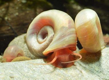 Posthornschnecke im Portrait ZooRoyal Magazin