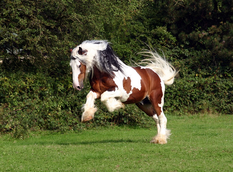 Tinker im Rasseportrait