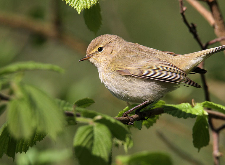 Die Haufigsten Gartenvogel Teil 3 Zooroyal Magazin