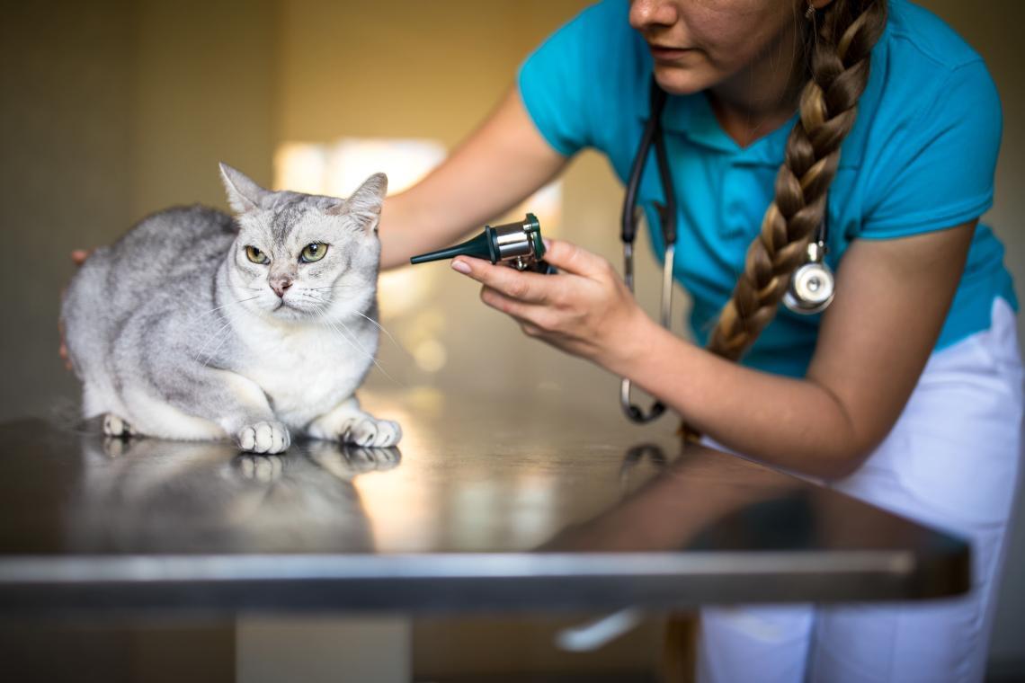 Tierarztbesuch mit Katze Stressfrei zum Tierarzt Infos & Tipps