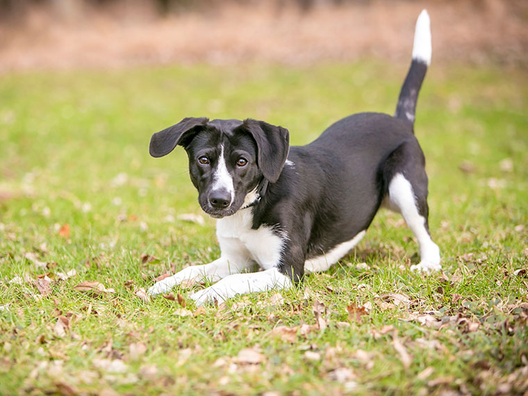 Schwarz-weißer Hund steht in Spielhaltung auf einer Wiese.