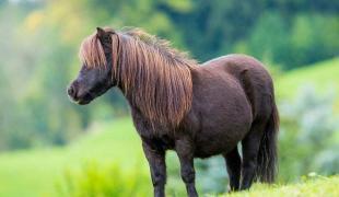 Shetland Pony