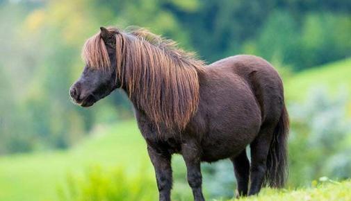 Shetland Pony