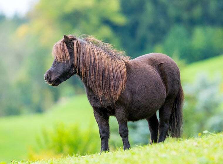 Shetland Pony