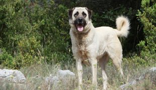 Anatolischer Hirtenhund