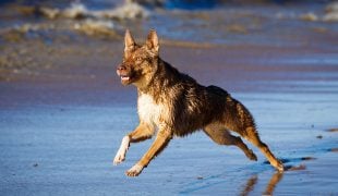 Australian Kelpie