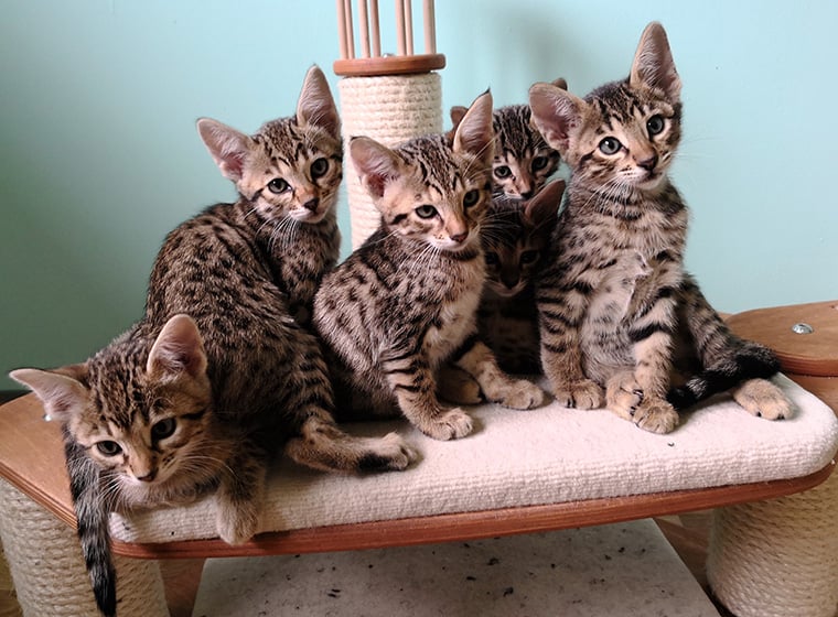 Savannah-Kitten