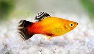 Platy