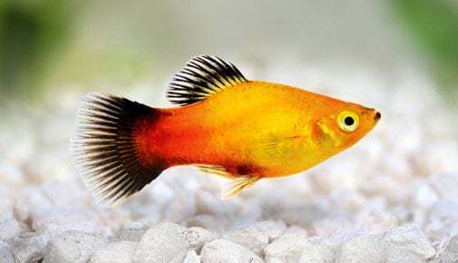 Platy